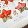 Under The Sea Asteroidea Wall Art