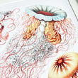 Under The Sea Cyaneidea Wall Art