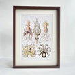 Under The Sea Cephalopda Wall Art