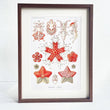 Under The Sea Asteroidea Wall Art